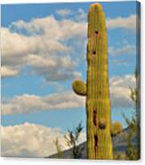 Afternoon Cactus Canvas Print