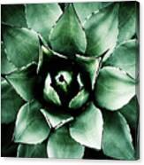 Agave Parryi Canvas Print