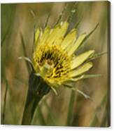 Alabama Yellow Goatsbeard Wildflowers - Tragopogon Dubius Canvas Print