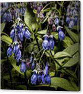 Alaskan Bluebell Canvas Print