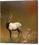 Alaskan Elk Canvas Print