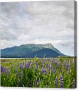 Alaskan Wildflowers Canvas Print