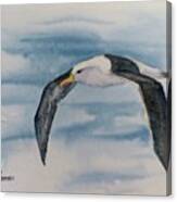Albatross Canvas Print