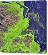 Algae On A Pond Canvas Print
