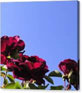 All About Roses And Blue Skies Xi Canvas Print