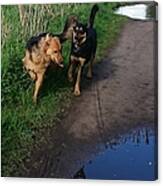 All Play And No Work! #dogs #gsd Canvas Print