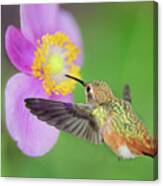 Allens Hummingbird And Anemone Canvas Print