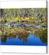 Alligator In The Okefenokee #swamp Canvas Print