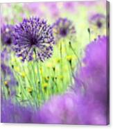 Allium Purple Rain Canvas Print
