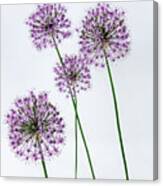 Alliums Standing Tall Canvas Print