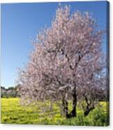 Almond Tree Meadow Canvas Print