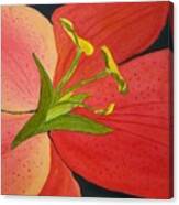 Almost A Tiger Lily Canvas Print