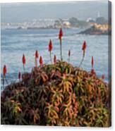 Aloe Over Monterey Canvas Print
