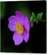 Anenome Purple Canvas Print