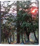 Along Glacier Point Road 5 Canvas Print