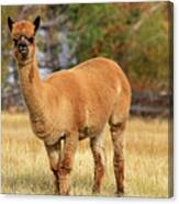 Alpaca Canvas Print