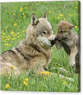 Alpha Female Wolf Playing With Pup Canvas Print