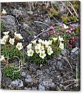 #alpine #flowers #alpinegardens #trail Canvas Print