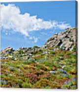 Alpine Rock Garden Canvas Print