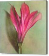 Alstroemeria The Miniature Lily Canvas Print