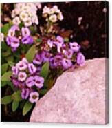 Alyssum Rock Canvas Print