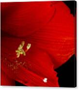 Amaryllis  Flower Close Up  12-27-10 Canvas Print