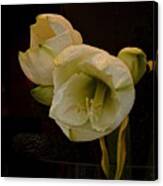 Mont Blanc Amaryllis No. 1 Canvas Print