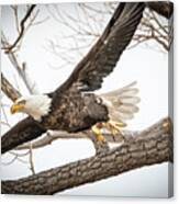 America Bald Eagle Taking Flight From A Tree Branch Canvas Print