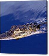 American Alligator 014 Canvas Print