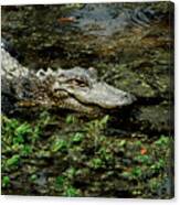 American Alligator 2 Canvas Print