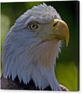 American Bald Eagle Canvas Print