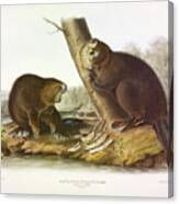 American Beaver Canvas Print