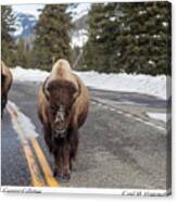 American Bison In Yellowstone National Park Canvas Print