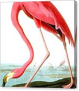 American Flamingo Canvas Print