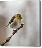 American Golden Finch Winter Plumage 1 Canvas Print