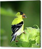 American Goldfinch Eats Sunflower Seeds Canvas Print