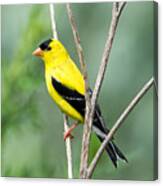 American Goldfinch Canvas Print