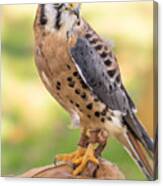 American Kestrel Canvas Print