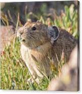 American Pika Enjoys A Snack Canvas Print