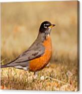 American Robin Canvas Print