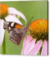 American Snout Butterfly On Echinacea Canvas Print
