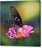 American Swallowtail Canvas Print