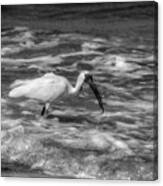 American White Ibis In Black And White Canvas Print