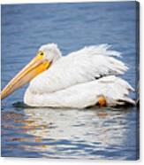 American White Pelican Canvas Print