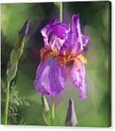 Amethyst Iris 2 Canvas Print