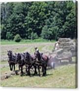 Amish Hay Harvest Canvas Print