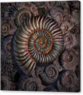 Ammonite 1 Canvas Print