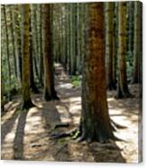 Among Forest Trunks Canvas Print