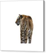 Amur Tiger On Transparent Background Canvas Print