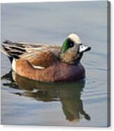 An American Wigeon Out For A Stroll Canvas Print